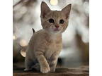Adopt Honey a Tabby, Domestic Short Hair