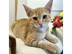 Adopt Marigold a Tabby, Domestic Short Hair