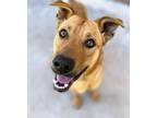 Adopt Missy a Mixed Breed