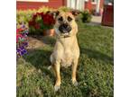 Adopt Utah--In Foster a Shepherd