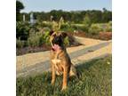 Adopt Jellybean--In Foster a Shepherd, Shar-Pei