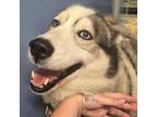 Adopt Mavis a Husky
