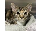 Adopt Azalea a Domestic Short Hair