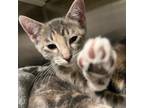 Adopt Amethyst a Domestic Short Hair