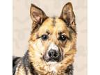 Adopt Luna a German Shepherd Dog, Border Collie
