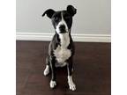 Adopt LAURENT in FOSTER a Whippet, Terrier