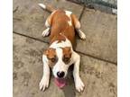 Adopt Purdy a Pit Bull Terrier