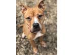 Adopt Zoe-SPONSOR ME! a Pit Bull Terrier