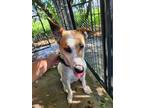 Adopt Aspen a Husky, Jack Russell Terrier