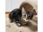 Adopt Frill a Domestic Short Hair