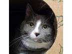 Adopt Socks a Domestic Short Hair