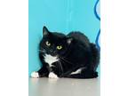 Adopt Madix a Domestic Short Hair