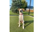 Adopt Daphne a Catahoula Leopard Dog