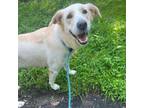 Adopt Gorgina a Australian Shepherd