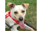 Adopt Billie a Jack Russell Terrier, Dachshund