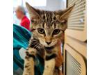 Adopt Charlene a Tabby, Domestic Short Hair