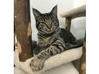 Adopt Danya a Tabby, Domestic Short Hair
