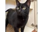 Adopt Stormie a Domestic Short Hair