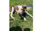 Adopt Rose a Mixed Breed
