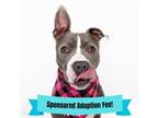 Adopt Skylar a Pit Bull Terrier