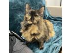 Adopt Daisy a Domestic Long Hair
