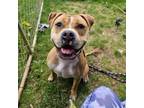 Adopt Aurora a Boxer