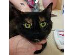 Adopt Sass a Domestic Short Hair