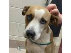 Adopt Pippa a Pit Bull Terrier, Mixed Breed