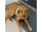 Adopt Laddie a Mixed Breed