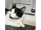 Adopt Oreo a Domestic Short Hair