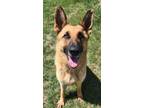 Adopt Millie a German Shepherd Dog