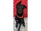 Adopt Thea a German Shepherd Dog