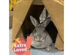 Adopt Milky Way a Mini Rex
