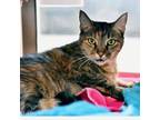 Adopt Padme a Domestic Short Hair