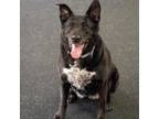 Adopt Diamond a German Shepherd Dog, Black Labrador Retriever