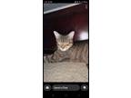 Adopt Taylor a Domestic Short Hair