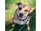 Adopt Ricotta a Pit Bull Terrier