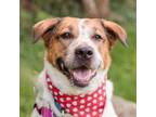 Adopt Rani a Mixed Breed
