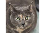 Adopt Grace a Domestic Short Hair