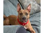 Adopt S'mores - Local Pup! a Pit Bull Terrier