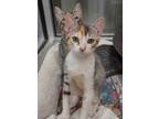 Adopt Gunbreaker 52793 a Domestic Short Hair