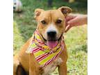 Adopt Ella - $25 a Shepherd, Mixed Breed