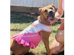 Adopt Dakota - $25 a Shepherd, Mixed Breed