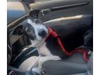 Adopt Olive a Border Collie, Mixed Breed