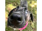 Adopt Jocelyn a German Shepherd Dog