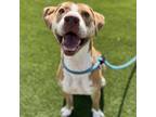 Adopt Shuggie a Pit Bull Terrier, Mixed Breed