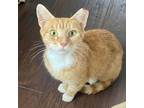 Adopt Olivia a Tabby, Domestic Short Hair