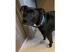 Adopt Moon a Pit Bull Terrier