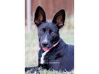 Adopt Gina a Border Collie, Terrier
