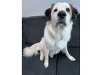 Adopt Lila a Great Pyrenees